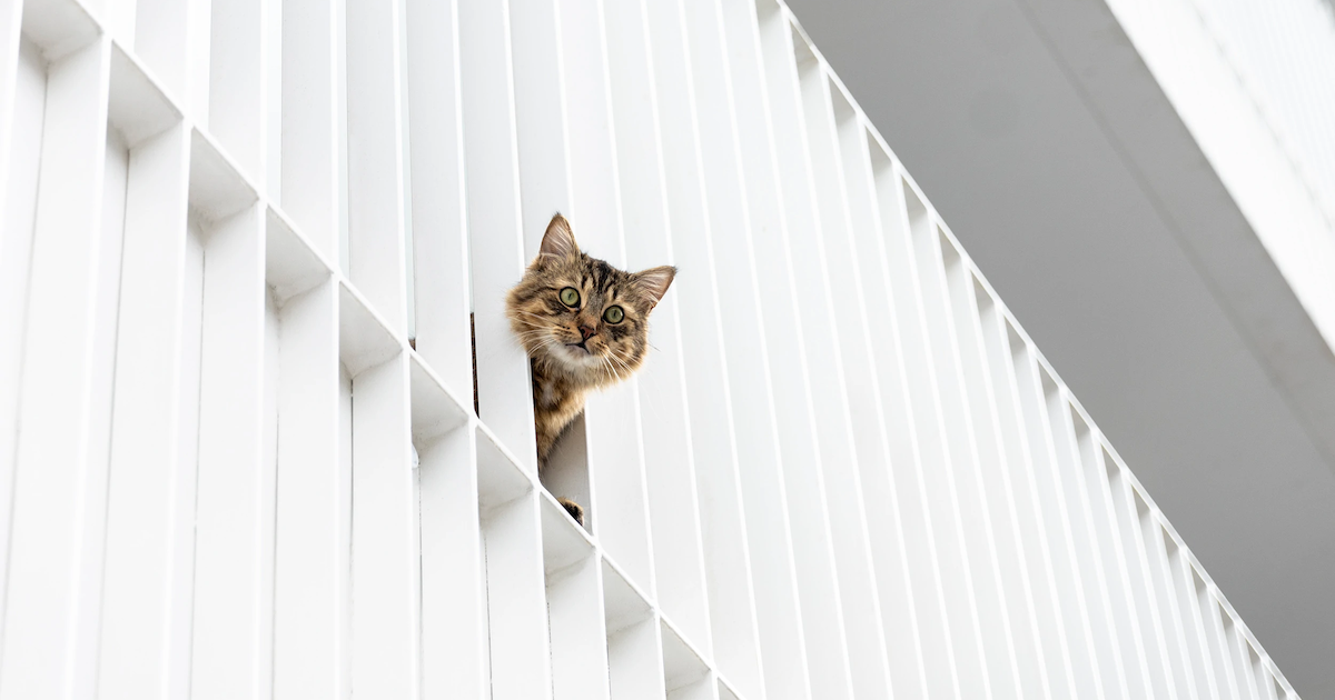 VIVA Architecture: White housing